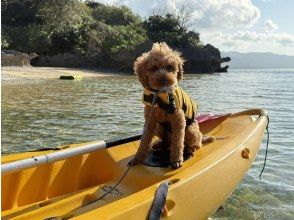 プランの魅力 愛犬と石垣島最大級のマングローブ林を満喫 の画像