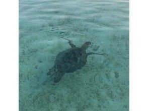プランの魅力 ウミガメにも遭遇！？ の画像