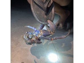 プランの魅力 近距离观察夜之王——椰子蟹！ の画像