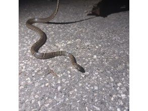 プランの魅力 “與只能在夜間看到的生物遭遇” の画像