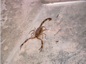 プランの魅力 《仔細觀察夜間昆蟲》 の画像