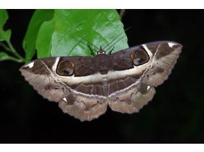 プランの魅力 “體型碩大、神秘莫測的飛蛾和罕見的夜蝶” の画像