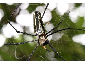 プランの魅力 巨型蜘蛛網與夜行獵手 の画像