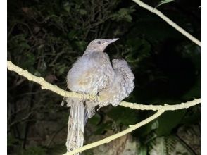 プランの魅力 鳥！？ の画像