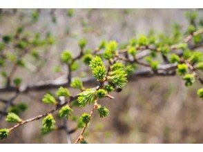 プランの魅力 植物から感じる奥日光の「春」 の画像