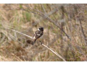 プランの魅力 野鳥をはじめとする生き物たち！ の画像