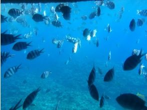プランの魅力 船の周りの魚の様子 の画像