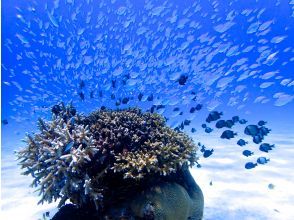プランの魅力 ボートでの移動は約15分！すぐに海の絶景スポットへ到着！ の画像