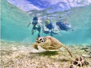 プランの魅力 ウミガメを探しに行こう! の画像