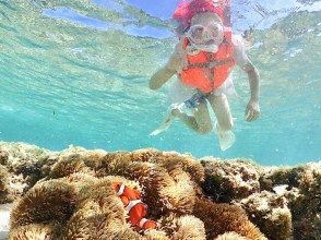 プランの魅力 カクレクマノミを見つけよう! の画像