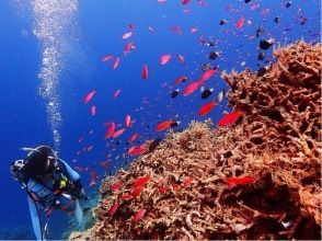 プランの魅力 ライセンス取得後は広く深い海の世界へ! の画像