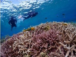 プランの魅力 透明度超高！八重寺的奇妙体验 の画像