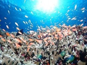 プランの魅力 Safe, secure, diving instructor will guide you slowly and carefully. の画像