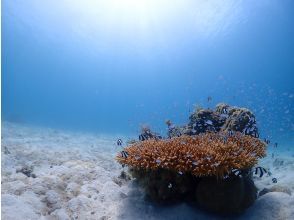 プランの魅力 Memories of Ishigaki Island! の画像