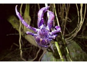 プランの魅力 ヤシガニに出会えるかも？夜の生き物観察 の画像