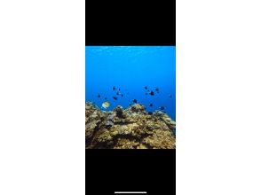 プランの魅力 离岸浮潜 の画像