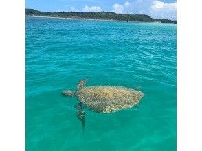 プランの魅力 遊泳区域内に海亀が の画像