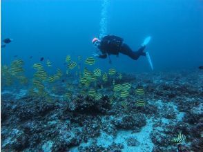 プランの魅力 1日2ダイブで満足度アップ の画像