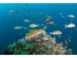 プランの魅力 冬の時期ならではの生き物を観察 の画像