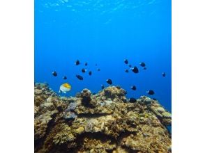 プランの魅力 無人島沖合でのシュノーケル の画像