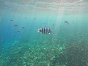 プランの魅力 透き通る海 の画像