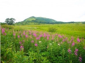 プランの魅力 ヤナギランと鷲ヶ峰 の画像