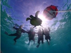 プランの魅力 ウミガメとも泳げる！！ の画像