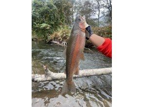 プランの魅力 Large rainbow trout の画像