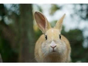 プランの魅力 うさぎ の画像