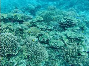 プランの魅力 川平タバガーは元気なサンゴがたくさん！ の画像