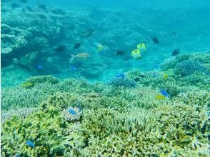 プランの魅力 川平タバガーは魚影も濃い最高のスポット！ の画像