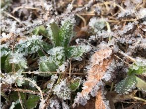 プランの魅力 氷がキラキラ の画像