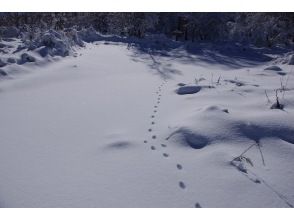 プランの魅力 雪の上の足跡 の画像