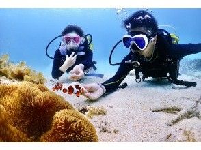 プランの魅力 クマノミとの遭遇！ の画像