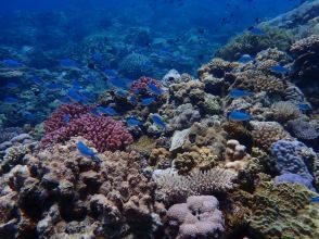 プランの魅力 水納島シュノーケル の画像
