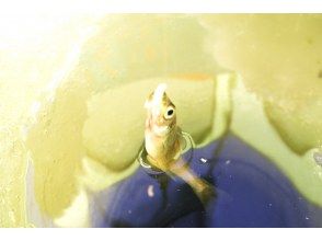 プランの魅力 잡히면 의외로 재미 있습니다. の画像