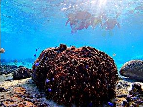 プランの魅力 お魚たくさん！ の画像