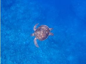 プランの魅力 夢のウミガメシュノーケリング の画像