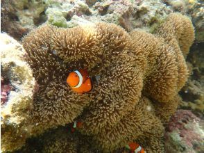 プランの魅力 子供も大人も大好きニモ の画像