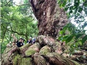 プランの魅力 八栄神社の大ヒノキ の画像
