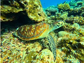 プランの魅力 タイミングが合えばウミガメに遭遇することも! の画像