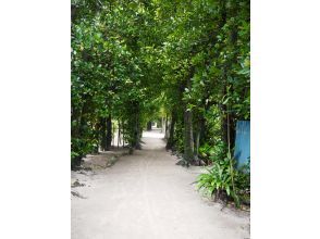 プランの魅力 備瀬フクギ並木：約30分 の画像