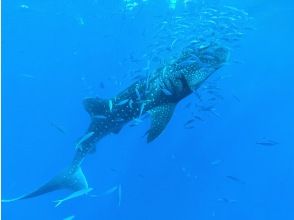 プランの魅力 大迫力のジンベエザメ の画像