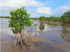プランの魅力 小浜島のマングローブエリア の画像