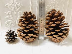 プランの魅力 大きさにびっくり！ の画像