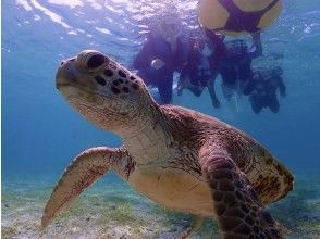 プランの魅力 海亀との遭遇からスタート!午前は爽快シュノーケル の画像
