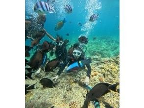 プランの魅力 魚の餌やり体験 の画像