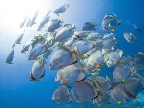 プランの魅力 Diving to discover your true self in the ocean の画像