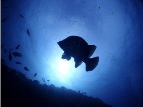 プランの魅力 A photogenic "world of blue" の画像
