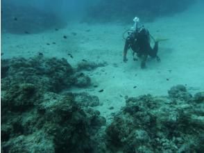 プランの魅力 砂地砂地だってあります の画像